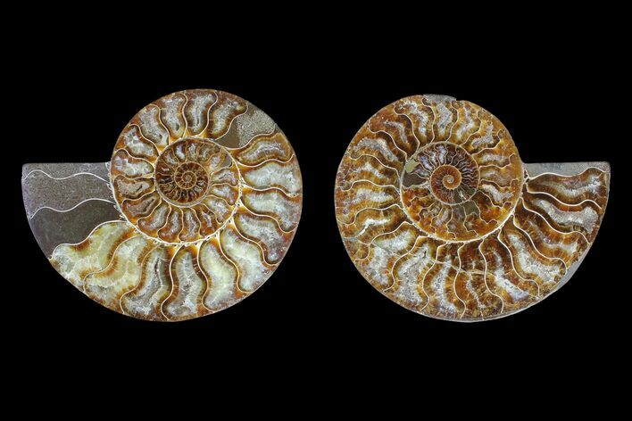 Bargain Agate Replaced Ammonite Fossil - Madagascar #169467